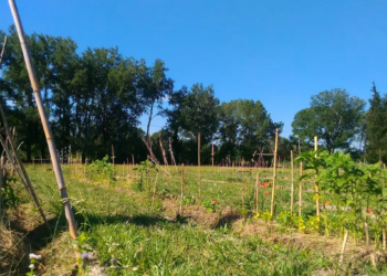 Ile de la Barthelasse à Avignon, Bienvenue à la micro-ferme urbaine & biologique