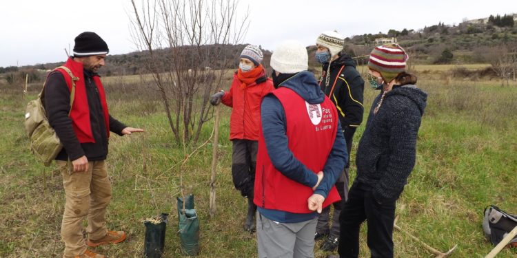 Parc naturel régional du Luberon, plantation de 30 pistachiers