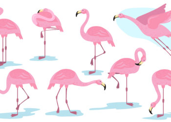 Le cabinet d’expertise comptable, Axiome Associés, vient d’adopter un flamant rose !