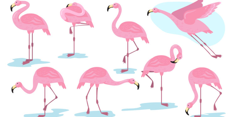 Le cabinet d’expertise comptable, Axiome Associés, vient d’adopter un flamant rose !