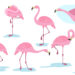 Le cabinet d’expertise comptable, Axiome Associés, vient d’adopter un flamant rose !
