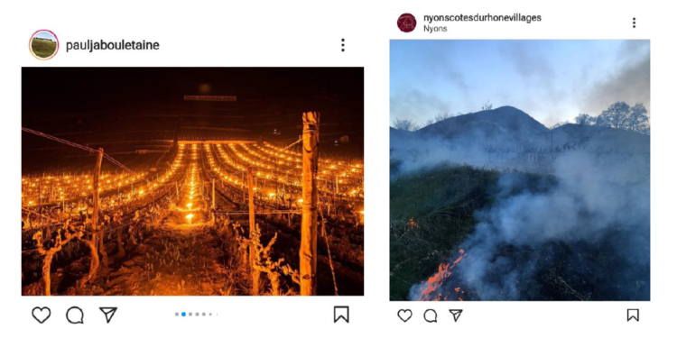 Toutes les AOC de la vallée du Rhône touchées par le gel