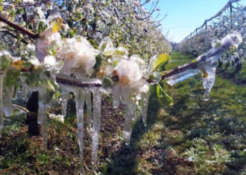 Episode de gel : les élus vauclusiens se mobilisent