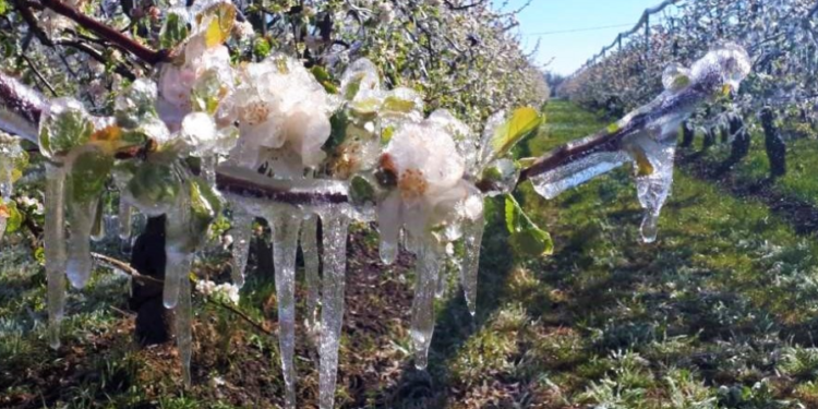 Episode de gel : les élus vauclusiens se mobilisent