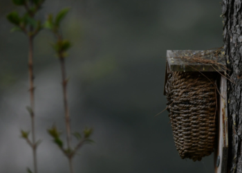 Bedoin, ‘Les flous du Ventoux’ ont organisé leur 6e marathon-photos