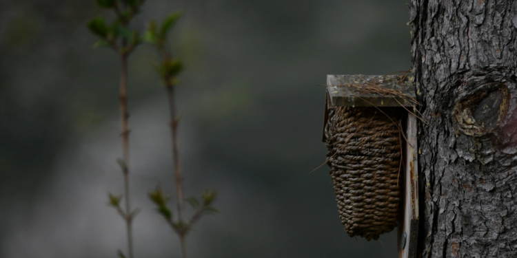 Bedoin, ‘Les flous du Ventoux’ ont organisé leur 6e marathon-photos