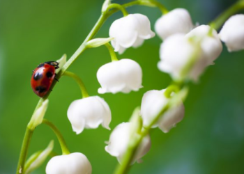 1er mai, fête du muguet, tout ce qu’il faut savoir pour en vendre ou bien acheter !
