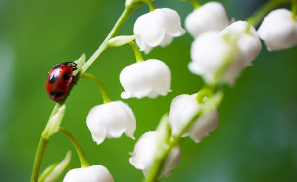 1er mai, fête du muguet, tout ce qu'il faut savoir pour en vendre ou bien  acheter ! - Actualité