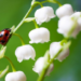 1er mai, fête du muguet, tout ce qu’il faut savoir pour en vendre ou bien acheter !