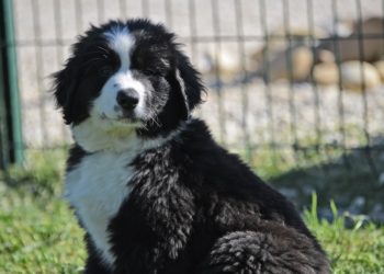 Des chiots à l’adoption au sein de la Fondation Frédéric Gaillanne
