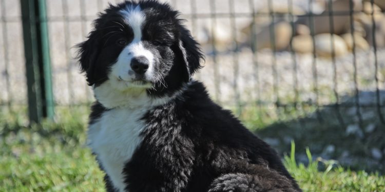 Des chiots à l’adoption au sein de la Fondation Frédéric Gaillanne