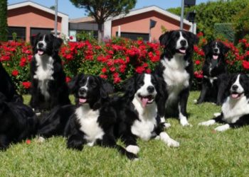 Fondation Frédéric Gaillanne : cinq adolescents bénéficieront d’un chien guide en avril