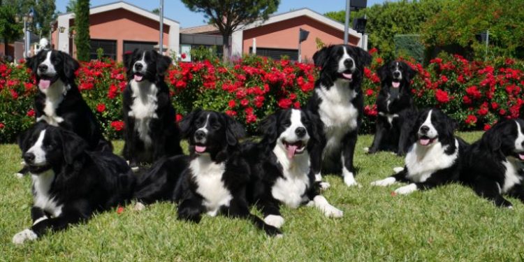 Fondation Frédéric Gaillanne : cinq adolescents bénéficieront d’un chien guide en avril