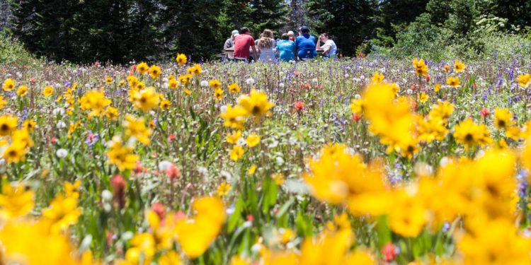 Tourisme : découvrez les visites du mois de mai en Avignon