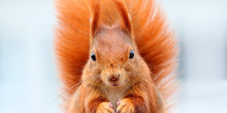 Vaucluse : il faut sauver les écureuils roux !