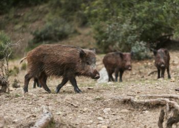 40 000 sangliers tués par an dans le Gard