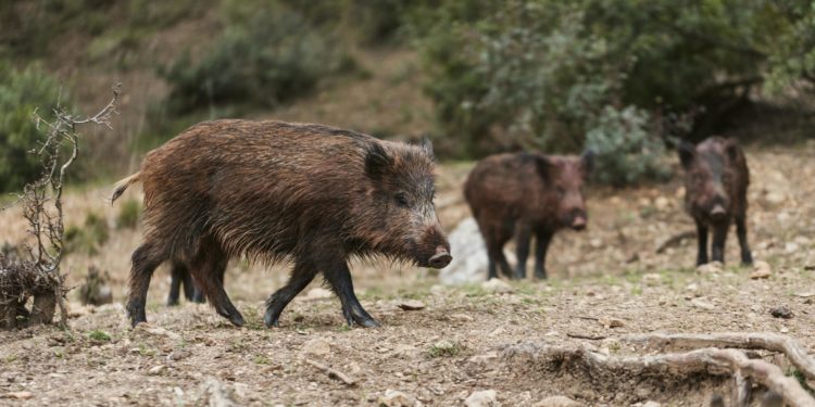 40 000 sangliers tués par an dans le Gard