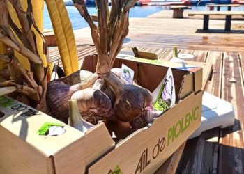 Les producteurs d’ail de Piolenc cuisinent dans un champ