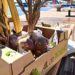Les producteurs d’ail de Piolenc cuisinent dans un champ