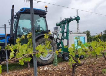 (Vidéo) Des chercheurs avignonnais protègent les vignes des champignons