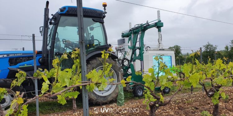 (Vidéo) Des chercheurs avignonnais protègent les vignes des champignons