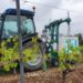 (Vidéo) Des chercheurs avignonnais protègent les vignes des champignons