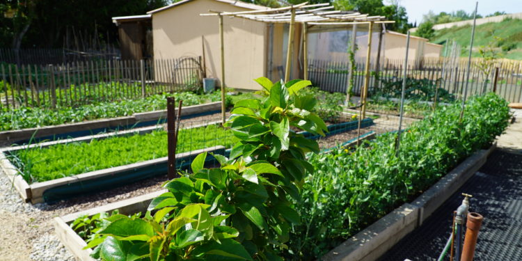 Les Carpentrassiens ont désormais leurs jardins