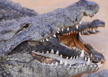 Pierrelatte, la Ferme aux crocodiles et la réserve tropicale rouvrent !