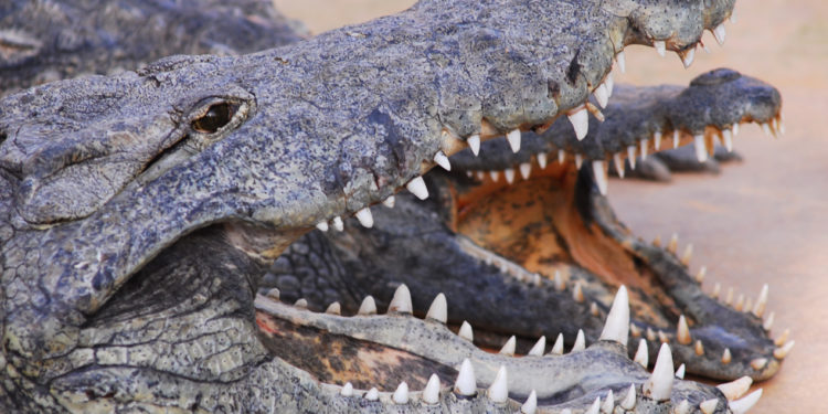 Pierrelatte, la Ferme aux crocodiles et la réserve tropicale rouvrent !