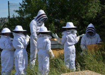 Avignon : des ruches au rocher des Doms