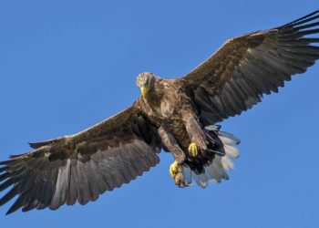 Place à l’inventaire des 91 espèces d’oiseaux de la forêt du Luberon