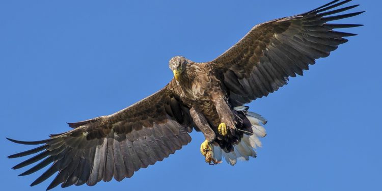 Place à l’inventaire des 91 espèces d’oiseaux de la forêt du Luberon