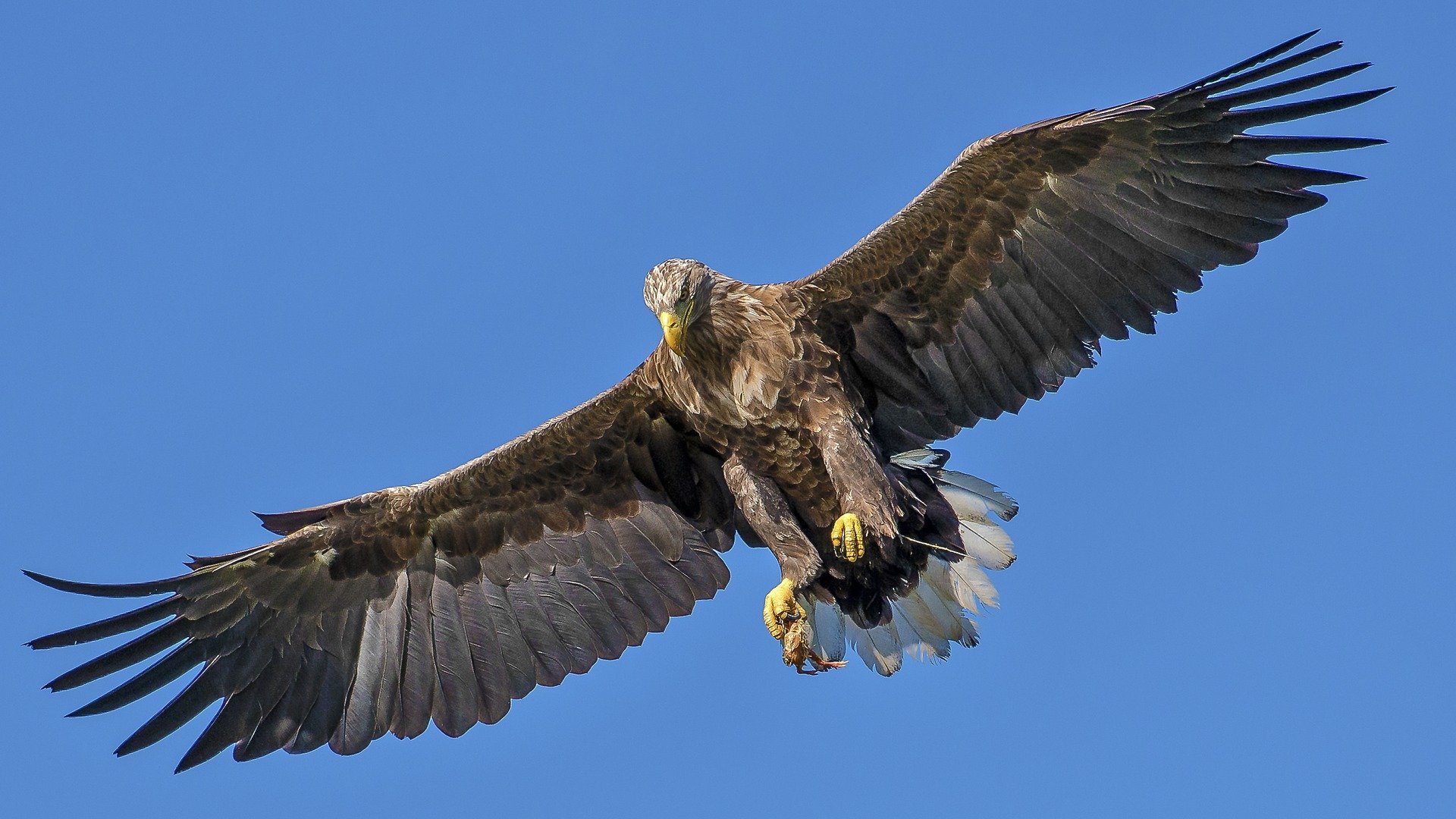 Grand Corbeau – Oiseau du Parc Naturel Régional du Luberon