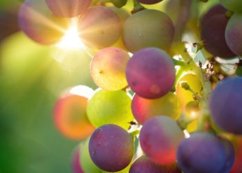 Rhonéa sensibilise sur le « vigneron engagé »