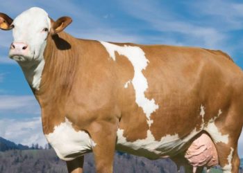 (Vidéo) La laiterie urbaine ‘Cowing out’ a besoin de vous