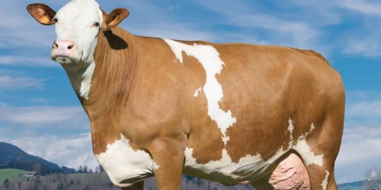 (Vidéo) La laiterie urbaine ‘Cowing out’ a besoin de vous