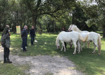 Camargue, une formation sur la posture du dirigeant et le leadership en équi-coaching