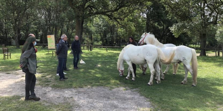 Camargue, une formation sur la posture du dirigeant et le leadership en équi-coaching
