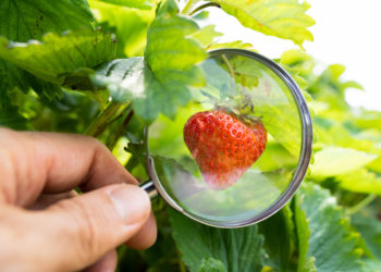 La MSA Alpes-Vaucluse a détecté plus de 1,2 M€ de fraude en 2020