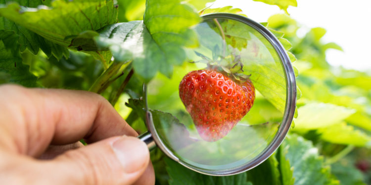 La MSA Alpes-Vaucluse a détecté plus de 1,2 M€ de fraude en 2020