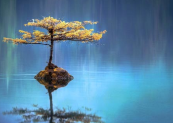 Educateurs, soignants, le Codes 84 propose une formation à la méditation de pleine conscience