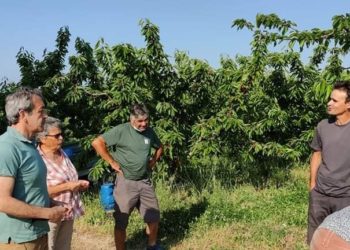 Les maires de Vaucluse interpellent le ministre de l’Agriculture au nom des producteurs de cerises