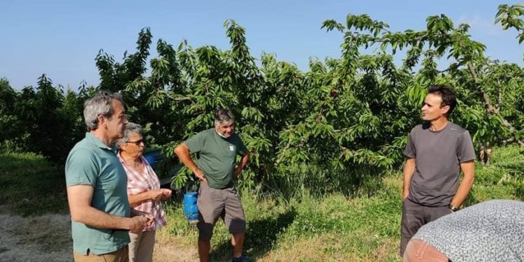 Les maires de Vaucluse interpellent le ministre de l’Agriculture au nom des producteurs de cerises