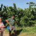 Les maires de Vaucluse interpellent le ministre de l’Agriculture au nom des producteurs de cerises
