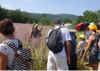 Les rendez-vous du Parc du Ventoux, des balades plein air en semaine et le week-end