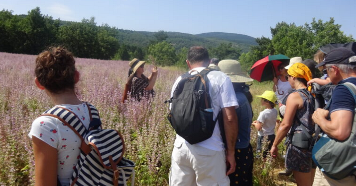 Les rendez-vous du Parc du Ventoux, des balades plein air en semaine et le week-end