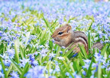 Semaine de l’environnement, un final à la ferme de la Barthelasse