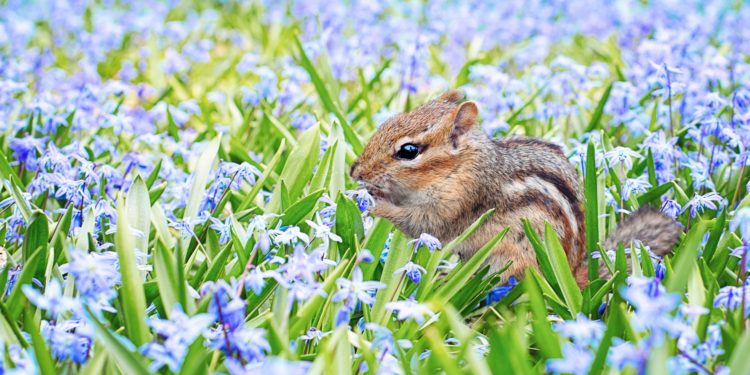 Semaine de l’environnement, un final à la ferme de la Barthelasse