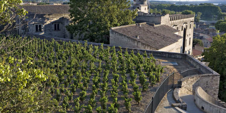 Estivales du Rhône : déguster les vins sous le soleil couchant au rocher des Doms