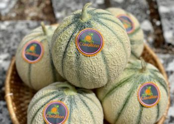 (Vidéo) Le melon de Cavaillon à l’honneur du journal de TF1